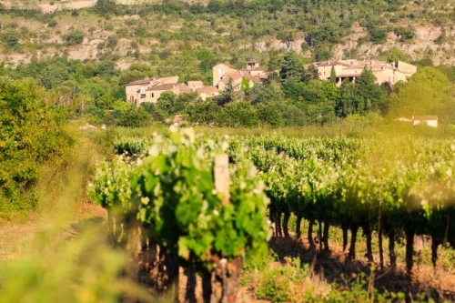 IMG_13061037_ARDECHE (07) CHASSAGNES LE VIGNOBLE
