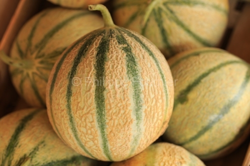 IMG_13099977_ARDECHE (07) ALBA LA ROMAINE MELON CHARENTAIS