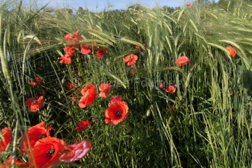 IMG_12051072_ARDECHE (07) GROSPIERRES PAYSAGE COQUELICOTS
