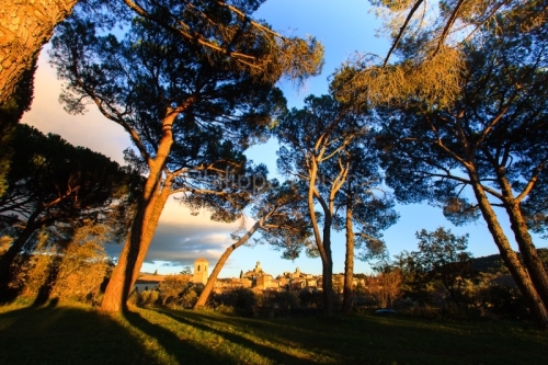 IMG_1112102_VAUCLUSE (84) LOURMARIN VUE SOUS LES PINS PARC NATUR