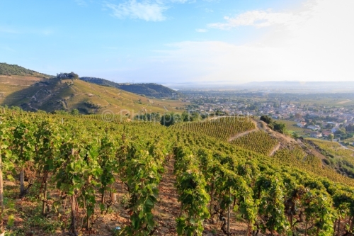 IMG_59938_ARDECHE (07) CORNAS LE VIGNOBLE CéPAGE SYRAH VUE SUR