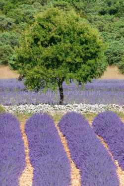 IMG_30730_ARDECHE (07) GRAS CHAMP DE LAVANDES