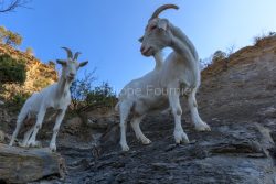 Ardèche (07) Banne, Nature chèvres sauvage 
 pentes arides, Marne grises, Géologie // France. Ardèche (07) Banne, Nature wild goats
 arid slopes, gray marl, geology