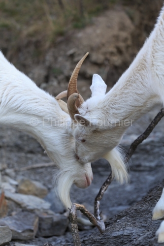 IMG_2202100285_Ardèche (07) Banne, Nature chèvres sauvage 
 pe