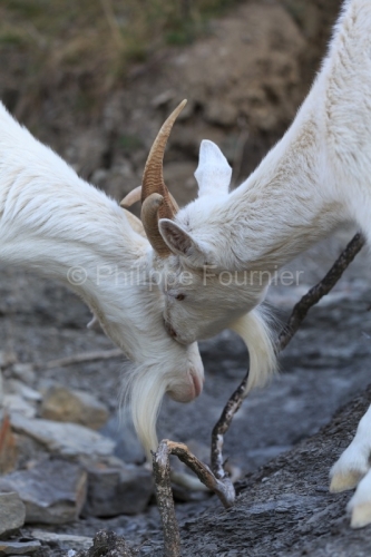 IMG_2202100286_Ardèche (07) Banne, Nature chèvres sauvage 
 pe