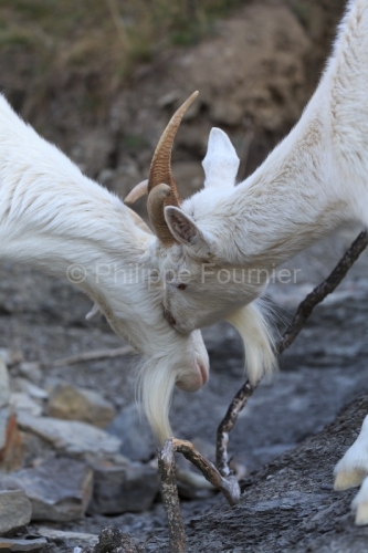 IMG_2202100287_Ardèche (07) Banne, Nature chèvres sauvage 
 pe