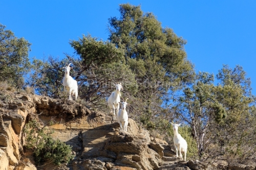 IMG_2202100292_Ardèche (07) Banne, Nature chèvres sauvage 
 pe