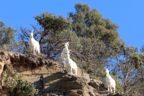 IMG_2202100296_Ardèche (07) Banne, Nature chèvres sauvage 
 pe