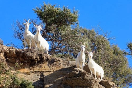 IMG_2202100310_Ardèche (07) Banne, Nature chèvres sauvage 
 pe