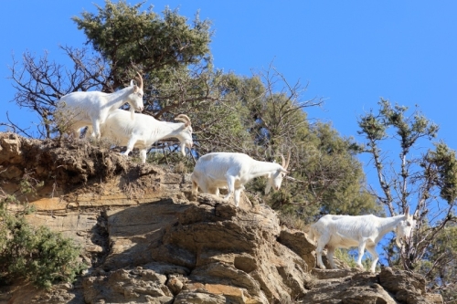 IMG_2202100322_Ardèche (07) Banne, Nature chèvres sauvage 
 pe