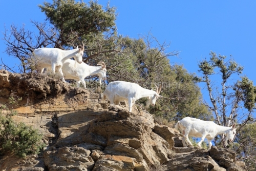IMG_2202100323_Ardèche (07) Banne, Nature chèvres sauvage 
 pe