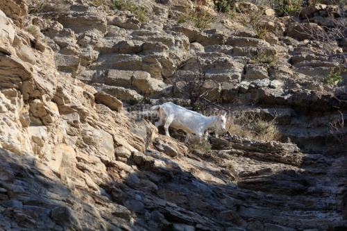 IMG_2202100326_Ardèche (07) Banne, Nature chèvres sauvage 
 pe