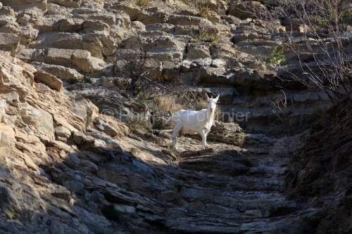 IMG_2202100327_Ardèche (07) Banne, Nature chèvres sauvage 
 pe