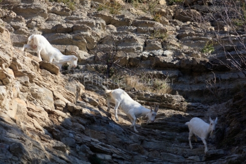 IMG_2202100331_Ardèche (07) Banne, Nature chèvres sauvage 
 pe
