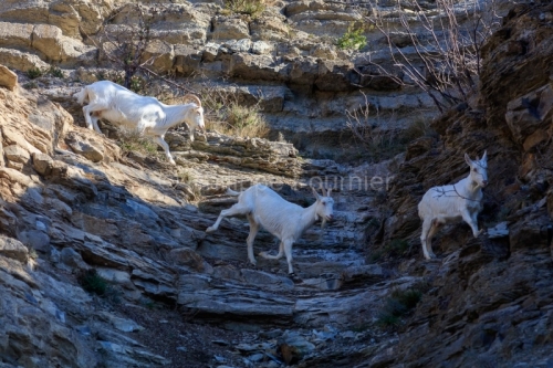 IMG_2202100333_Ardèche (07) Banne, Nature chèvres sauvage 
 pe