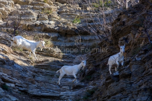 IMG_2202100334_Ardèche (07) Banne, Nature chèvres sauvage 
 pe