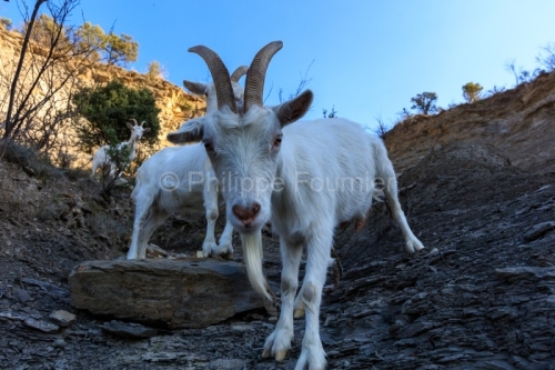 IMG_2202100336_Ardèche (07) Banne, Nature chèvres sauvage 
 pe