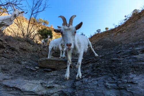 IMG_2202100337_Ardèche (07) Banne, Nature chèvres sauvage 
 pe
