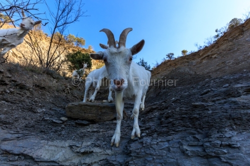 IMG_2202100338_Ardèche (07) Banne, Nature chèvres sauvage 
 pe
