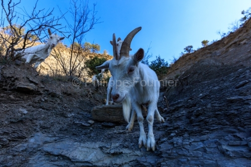 IMG_2202100339_Ardèche (07) Banne, Nature chèvres sauvage 
 pe