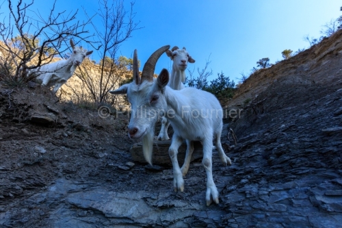 IMG_2202100340_Ardèche (07) Banne, Nature chèvres sauvage 
 pe