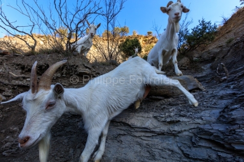 IMG_2202100342_Ardèche (07) Banne, Nature chèvres sauvage 
 pe