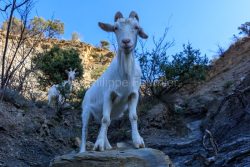 IMG_2202100345_Ardèche (07) Banne, Nature chèvres sauvage 
 pe