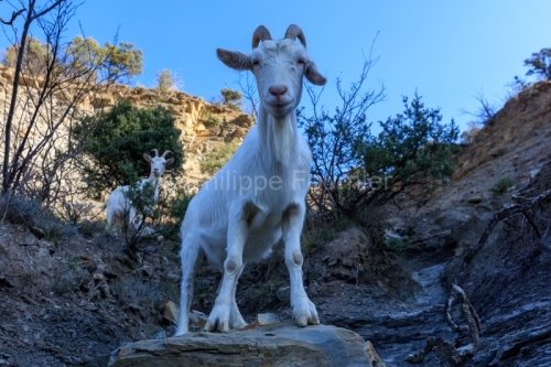 IMG_2202100345_Ardèche (07) Banne, Nature chèvres sauvage 
 pe
