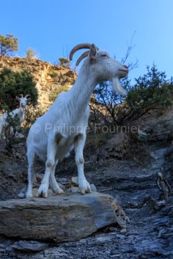 IMG_2202100348_Ardèche (07) Banne, Nature chèvres sauvage 
 pe