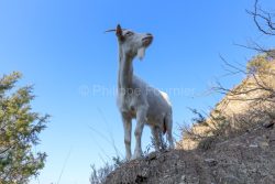 IMG_2202100350_Ardèche (07) Banne, Nature chèvres sauvage 
 pe