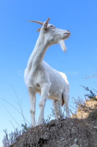 IMG_2202100351_Ardèche (07) Banne, Nature chèvres sauvage 
 pe