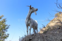 IMG_2202100352_Ardèche (07) Banne, Nature chèvres sauvage 
 pe
