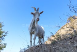 IMG_2202100355_Ardèche (07) Banne, Nature chèvres sauvage 
 pe