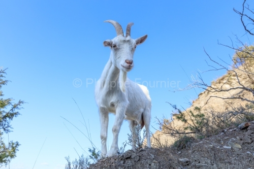 IMG_2202100356_Ardèche (07) Banne, Nature chèvres sauvage 
 pentes arides, Marne grises, Géologie