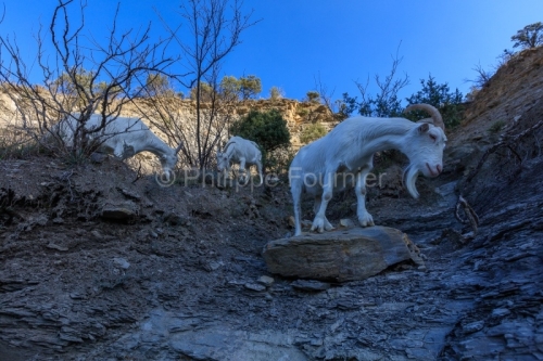 IMG_2202100358_Ardèche (07) Banne, Nature chèvres sauvage 
 pe