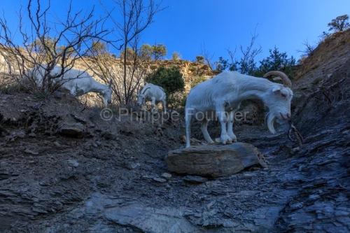 IMG_2202100360_Ardèche (07) Banne, Nature chèvres sauvage 
 pe