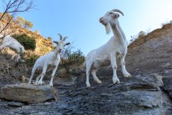 IMG_2202100368_Ardèche (07) Banne, Nature chèvres sauvage 
 pe