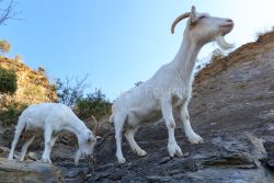 IMG_2202100373_Ardèche (07) Banne, Nature chèvres sauvage 
 pe