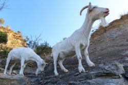 IMG_2202100374_Ardèche (07) Banne, Nature chèvres sauvage 
 pe