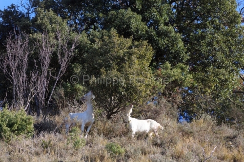 Ardèche (07) Banne, Nature chèvres sauvage 
 pentes arides, Marne grises, Géologie // France. Ardèche (07) Banne, Nature wild goats
 arid slopes, gray marl, geology