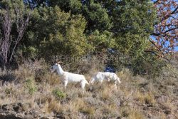 IMG_2202180272_Ardèche (07) Banne, Nature chèvres sauvage 
 pe