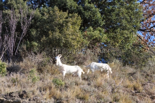 IMG_2202180275_Ardèche (07) Banne, Nature chèvres sauvage 
 pe