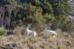 IMG_2202180279_Ardèche (07) Banne, Nature chèvres sauvage 
 pe