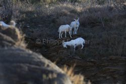 IMG_2202180289_Ardèche (07) Banne, Nature chèvres sauvage 
 pe