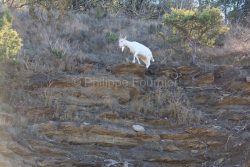 IMG_2202180306_Ardèche (07) Banne, Nature chèvres sauvage 
 pe