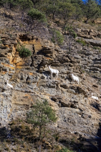 Ardèche (07) Banne, Nature chèvres sauvage 
 pentes arides, Marne grises, Géologie // France. Ardèche (07) Banne, Nature wild goats
 arid slopes, gray marl, geology