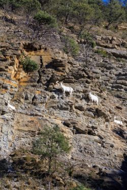 IMG_2202180314_Ardèche (07) Banne, Nature chèvres sauvage 
 pe