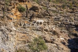 IMG_2202180325_Ardèche (07) Banne, Nature chèvres sauvage 
 pe