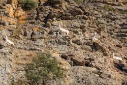 IMG_2202180347_Ardèche (07) Banne, Nature chèvres sauvage 
 pe