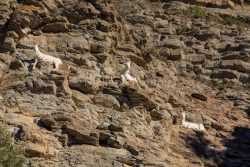 IMG_2202180352_Ardèche (07) Banne, Nature chèvres sauvage 
 pe